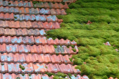 Dorset Moss Removal